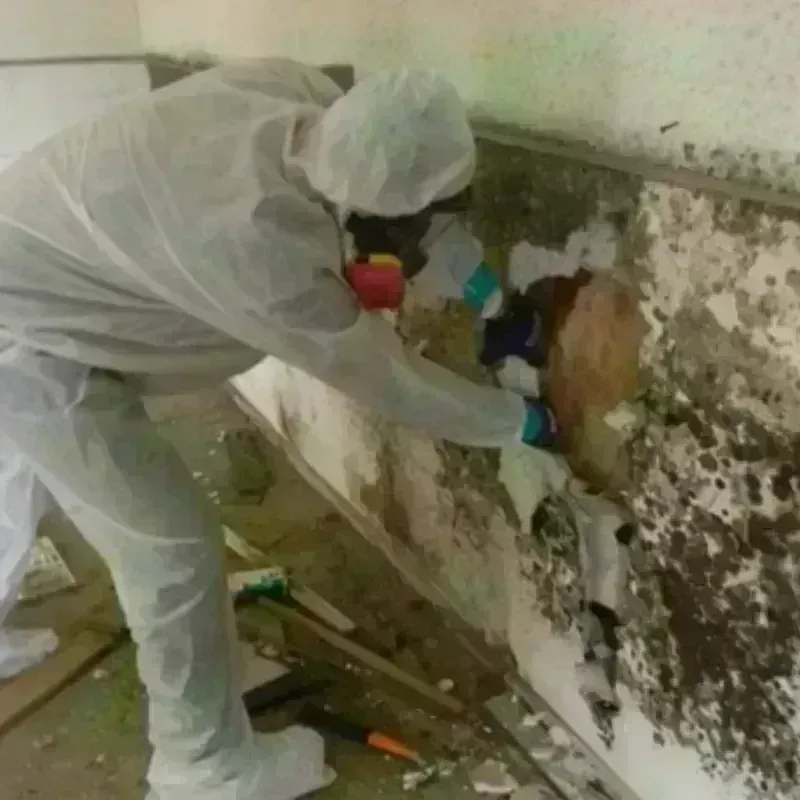 Mold Remediation and Removal in Washington, IA